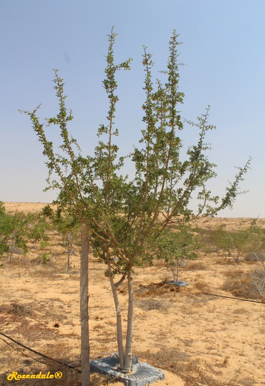 Vertical Photo of Argania spinosa