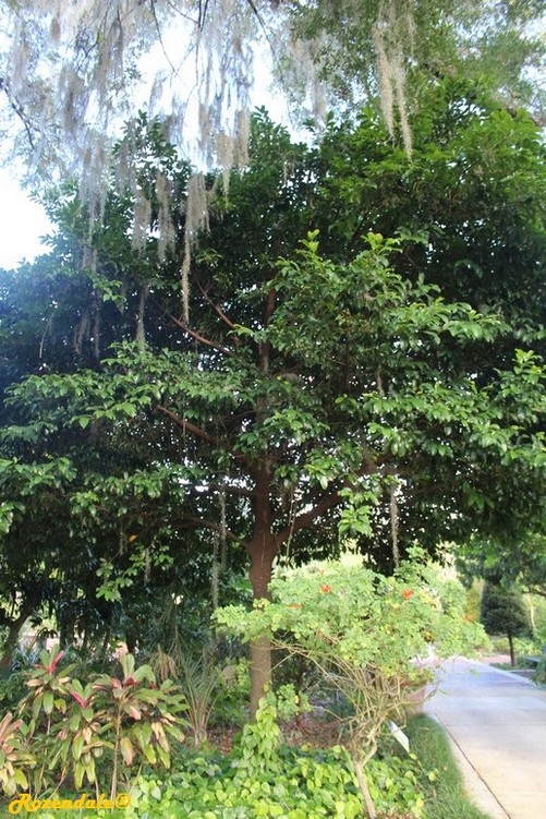 Vertical Photo of Artocarpus hypargyreus