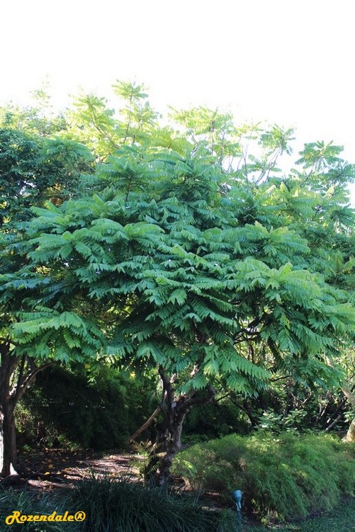 Vertical Photo of Averrhoa bilimbi