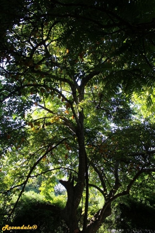 Vertical Photo of Averrhoa carambola