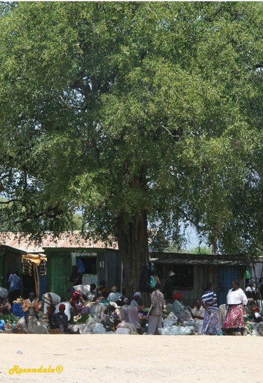 Vertical Photo of Balanites aegyptiaca