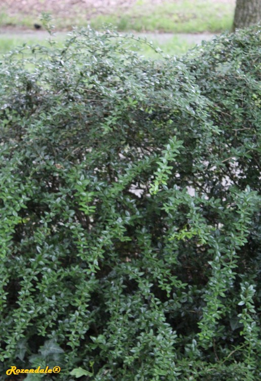 Vertical Photo of Berberis frikartii