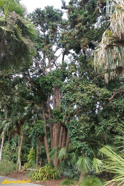 Vertical Photo of Bischofia javanica