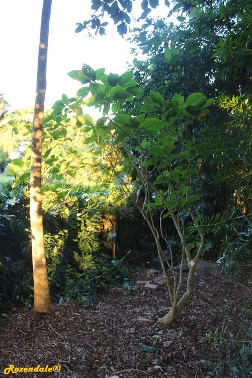 Vertical Photo of Brugmansia suaveolens x aurea
