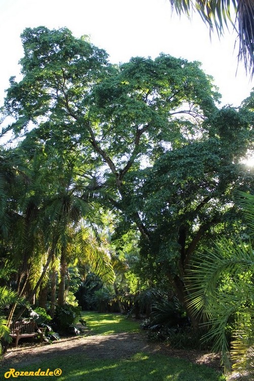 Vertical Photo of Bulnesia arborea