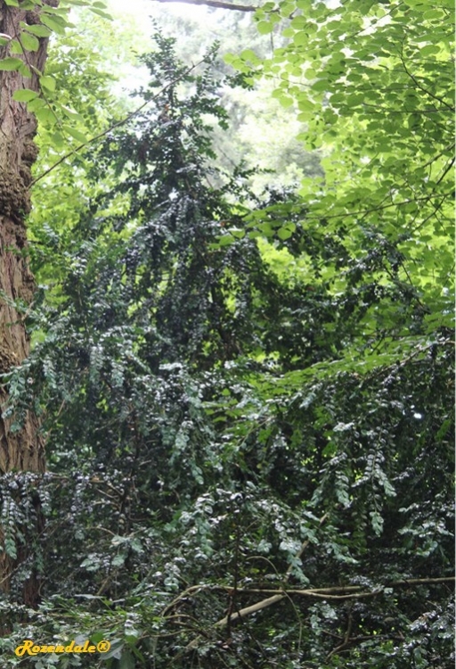 Vertical Photo of Buxus sempervirens