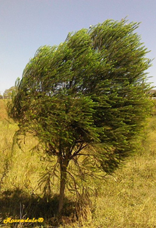 Vertical Photo of Callistemon viminalis