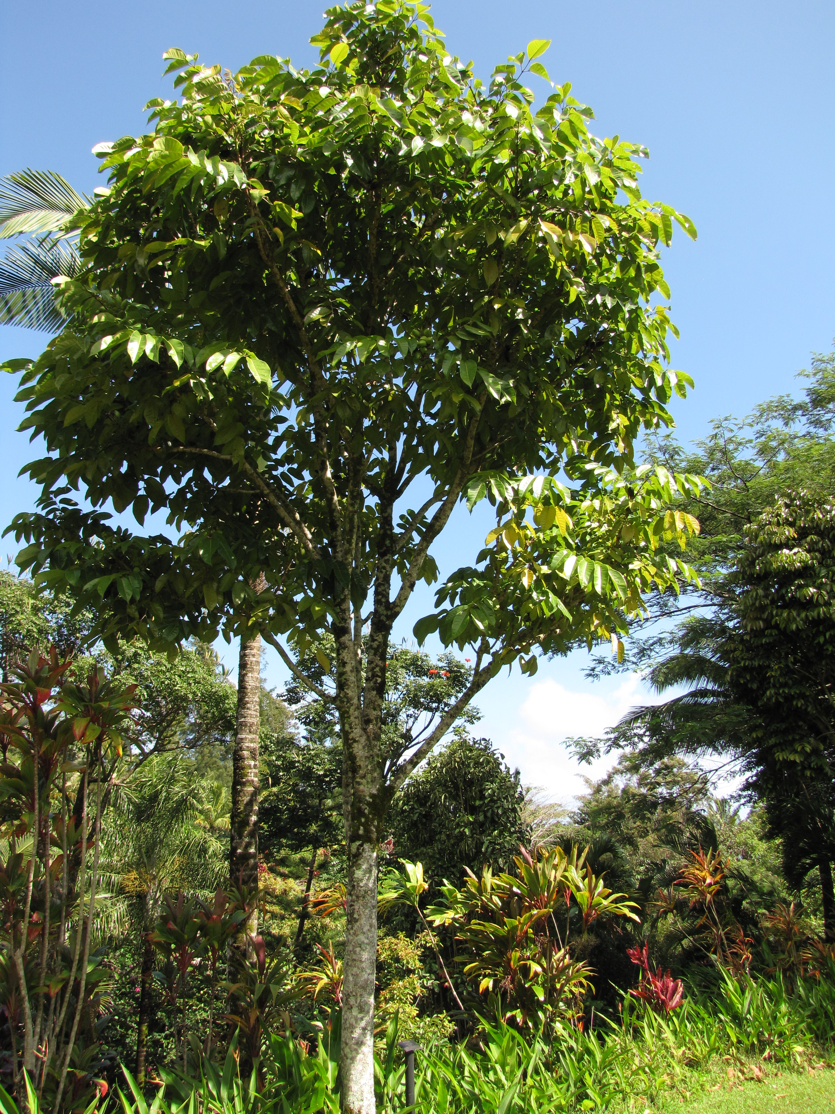 Vertical Photo of Canarium ovatum