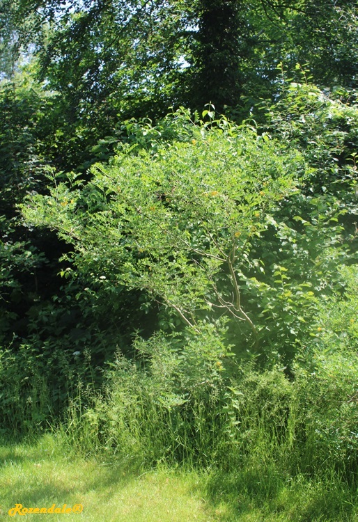 Vertical Photo of Caragana arborescens