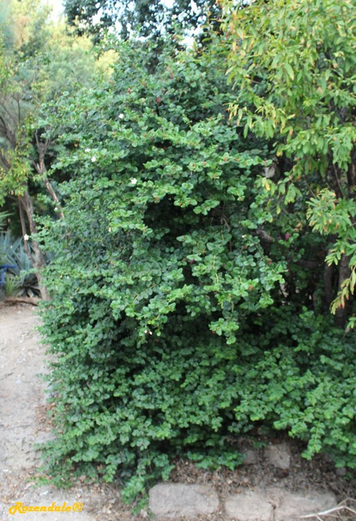 species in the Apocynaceae family