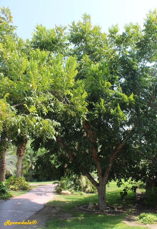 Vertical Photo of Carya illinoinensis