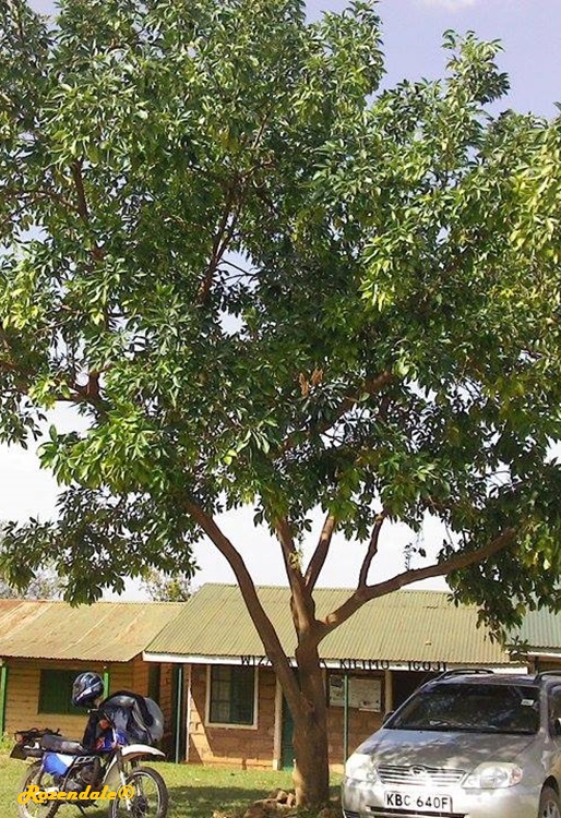 Vertical Photo of Casimiroa edulis