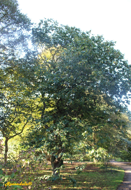 Vertical Photo of Castanea pumila