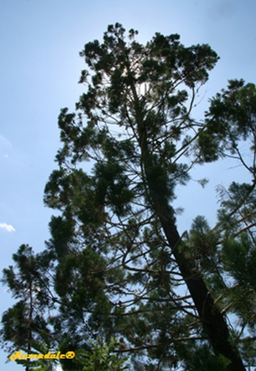 Vertical Photo of Casuarina cunninghamiana