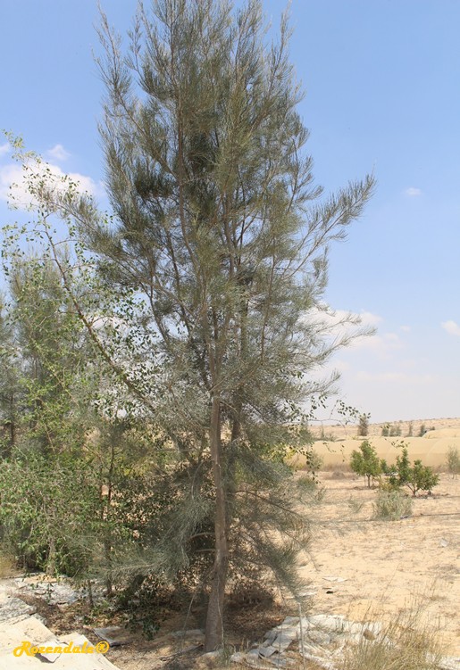 Vertical Photo of Casuarina equisetifolia