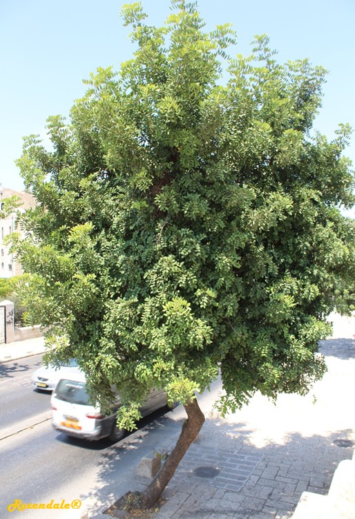 Vertical Photo of Ceratonia siliqua