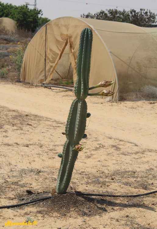 Vertical Photo of Cereus repandus