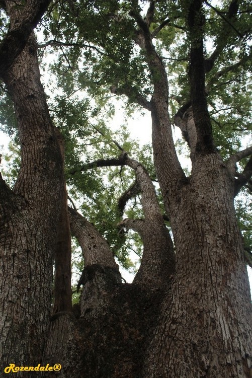 Vertical Photo of Cinnamomum camphora