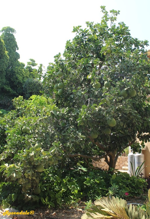 Vertical Photo of Citrus maxima