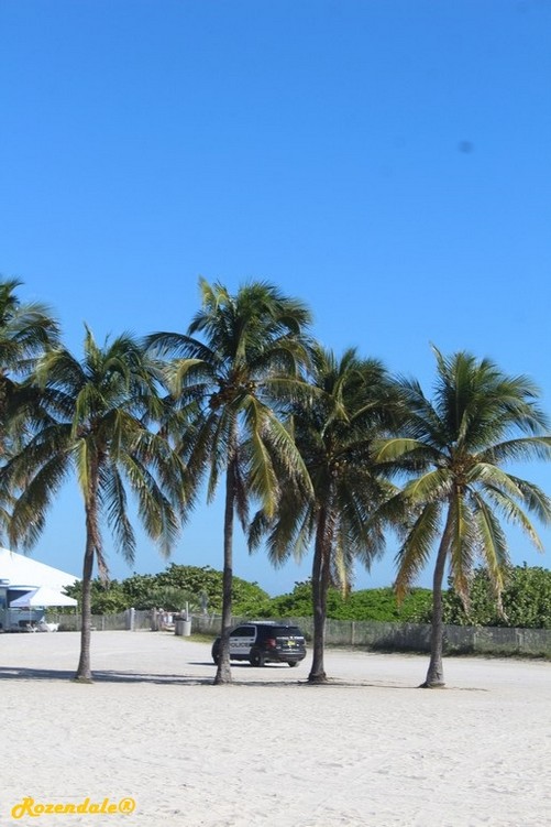 Vertical Photo of Cocos nucifera