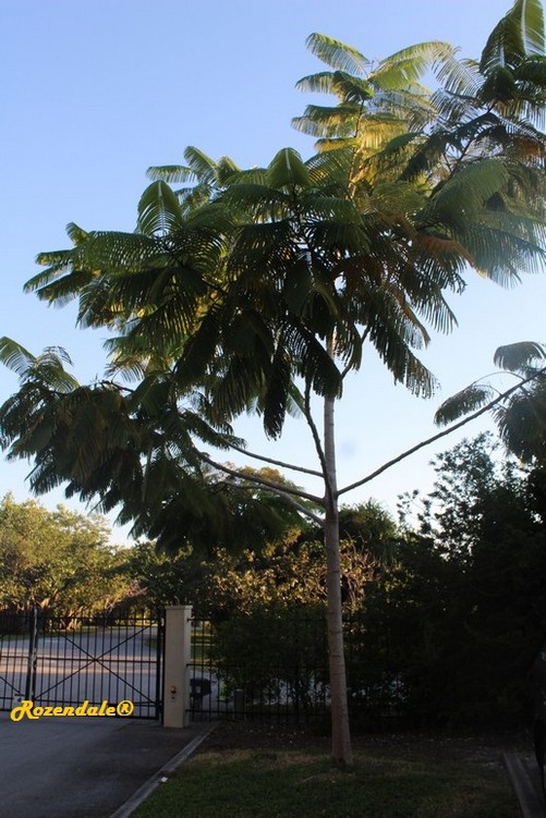 Vertical Photo of Cojoba arborea
