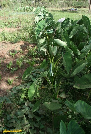 species in the Alismatales family