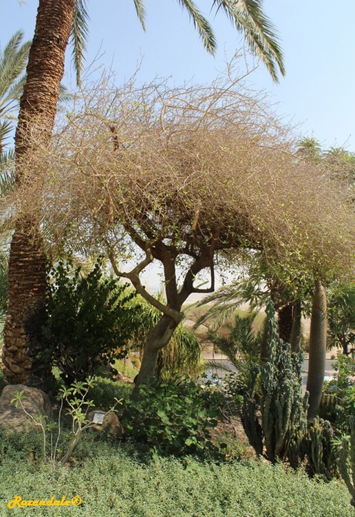Vertical Photo of Commiphora abyssinica