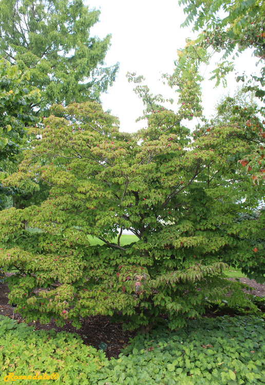 species in the Cornaceae family