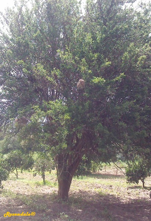 Vertical Photo of Dalbergia melanoxylon