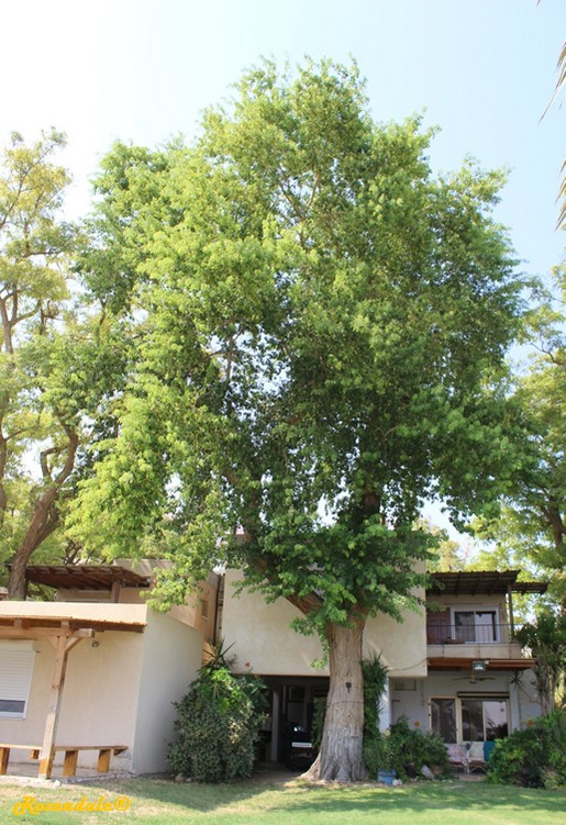 Vertical Photo of Dalbergia sissoo