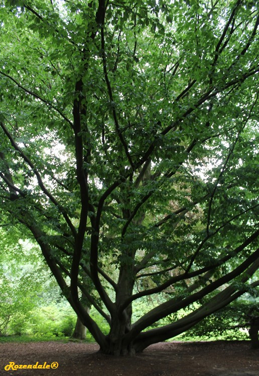 Vertical Photo of Fagus grandifolia