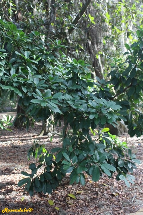 Vertical Photo of Ficus cyathistipula