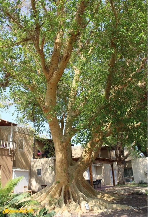 Vertical Photo of Ficus sycomorus