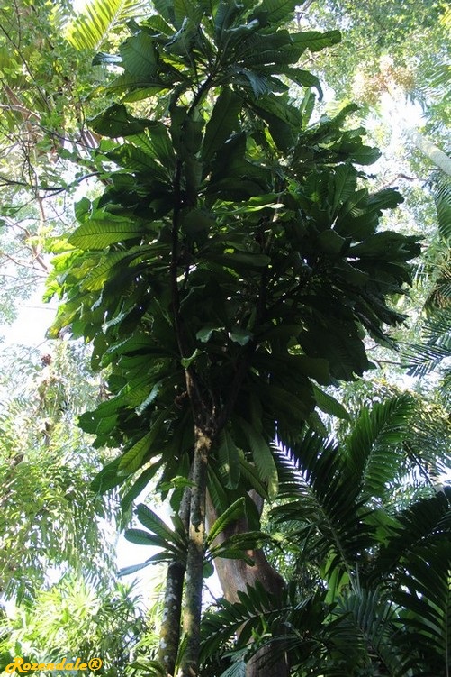 Vertical Photo of Grias cauliflora