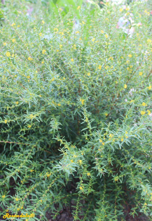 Vertical Photo of Heimia salicifolia