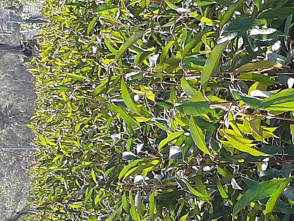 Seedling Photo of Durio zibethinus